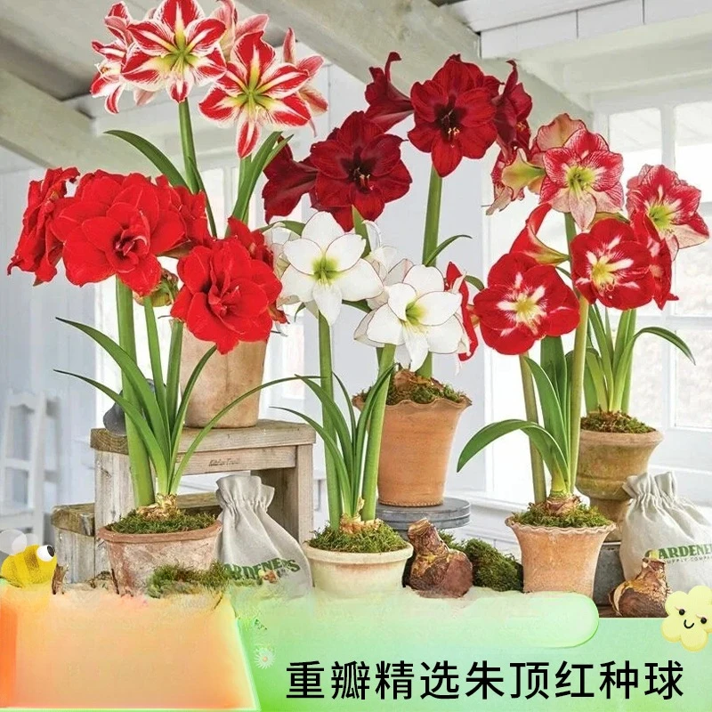 【新疆包邮】重瓣大朱顶红种球 多色四季开花阳台绿植盆栽