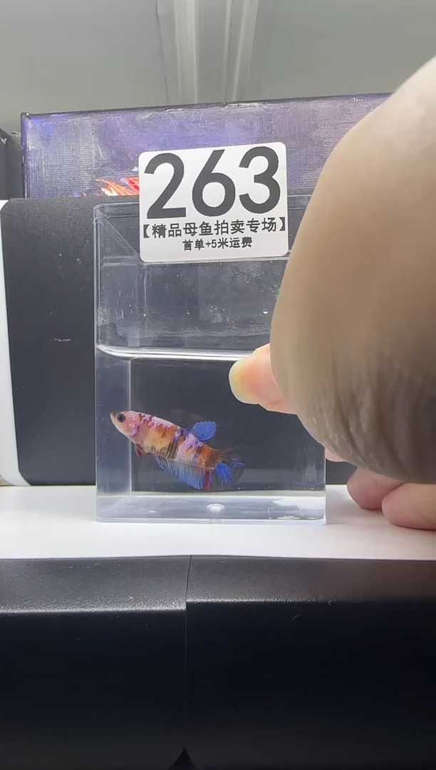斗鱼母鱼编号：263