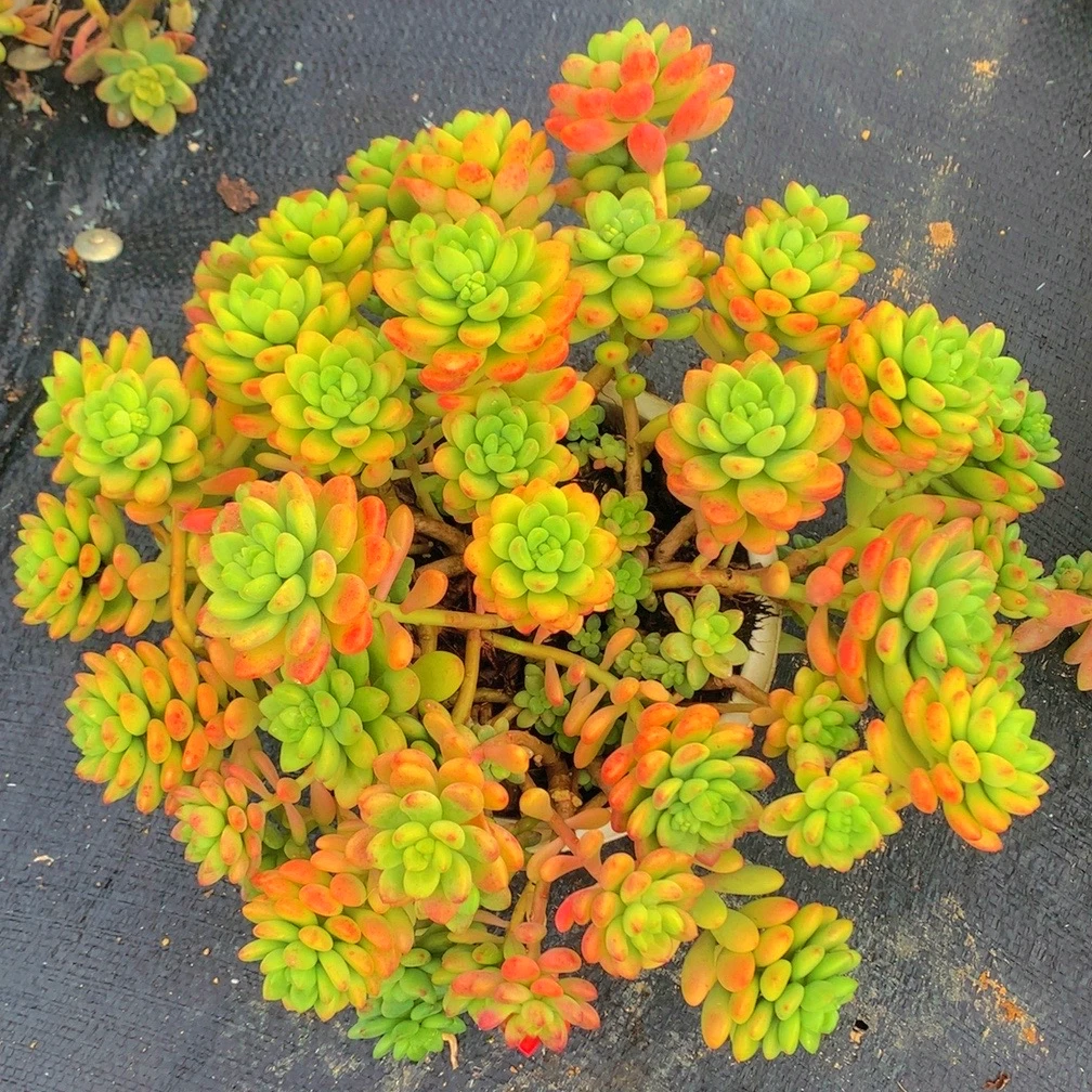 M大盆香格里拉 易长飘枝妖桩多肉新手室外好养好活  耐旱云南发货