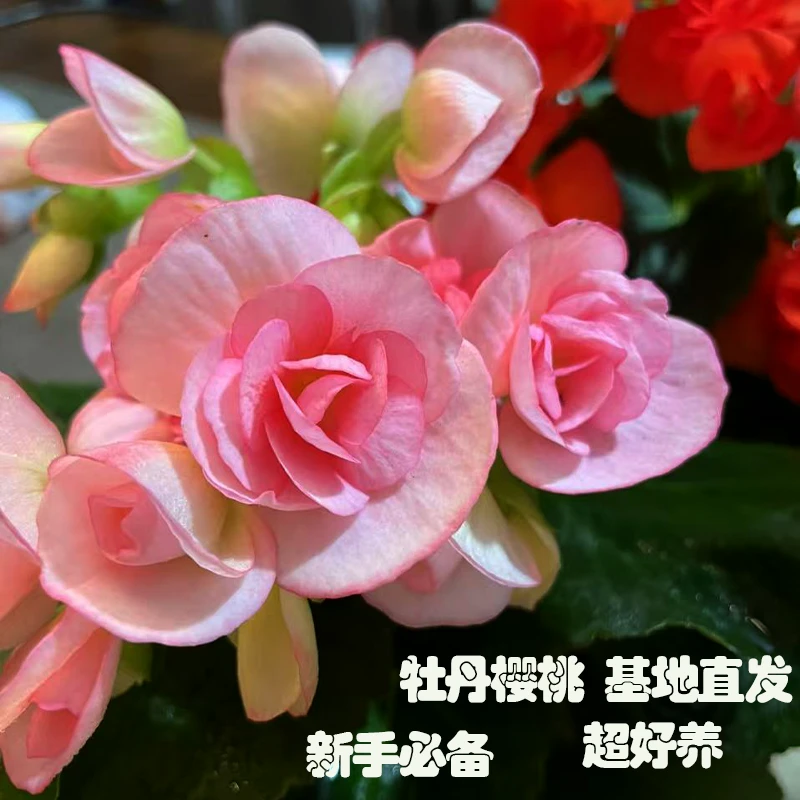 牡丹樱桃丽格海棠半重瓣盆栽四季开花室内好养带花苞花卉