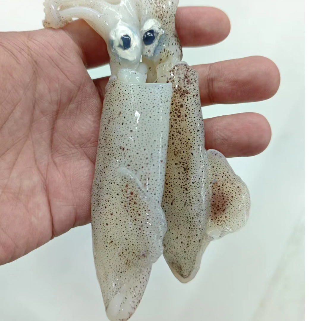 【小船小笔管】海捕小船小笔管 不泡水冷冻发货