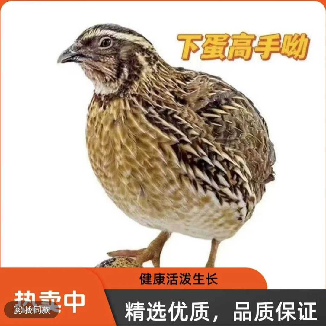 罗时孵化养殖宠物鹌鹑