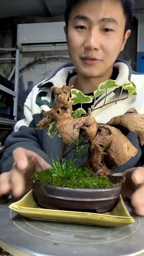 尔*中青园艺一物一拍花210