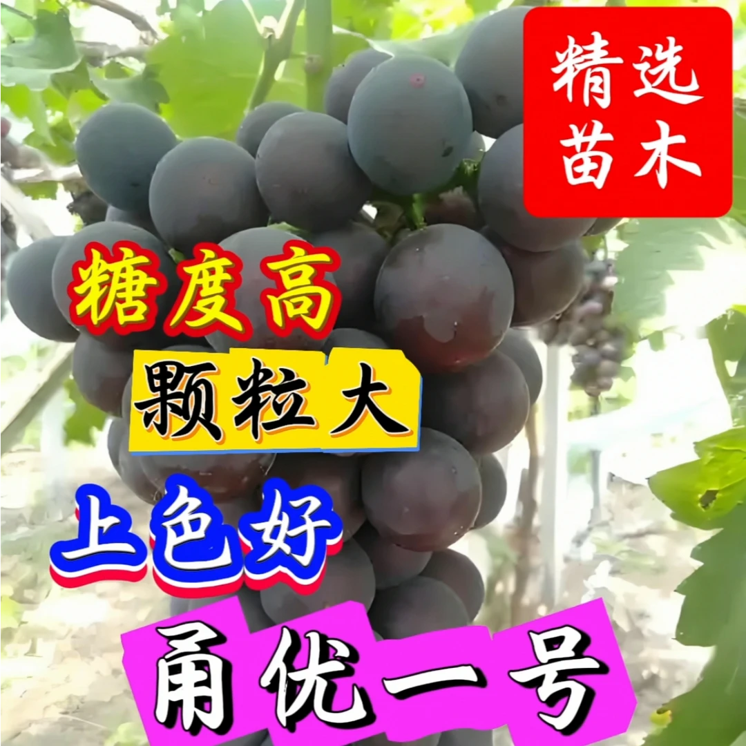 特级首选葡萄苗 10株 甬优一号  户太8号 巨丰  包对版