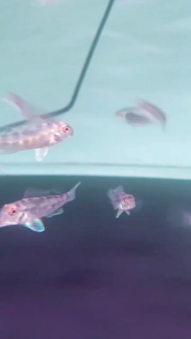 短鲷鱼申古宝石4cm1条