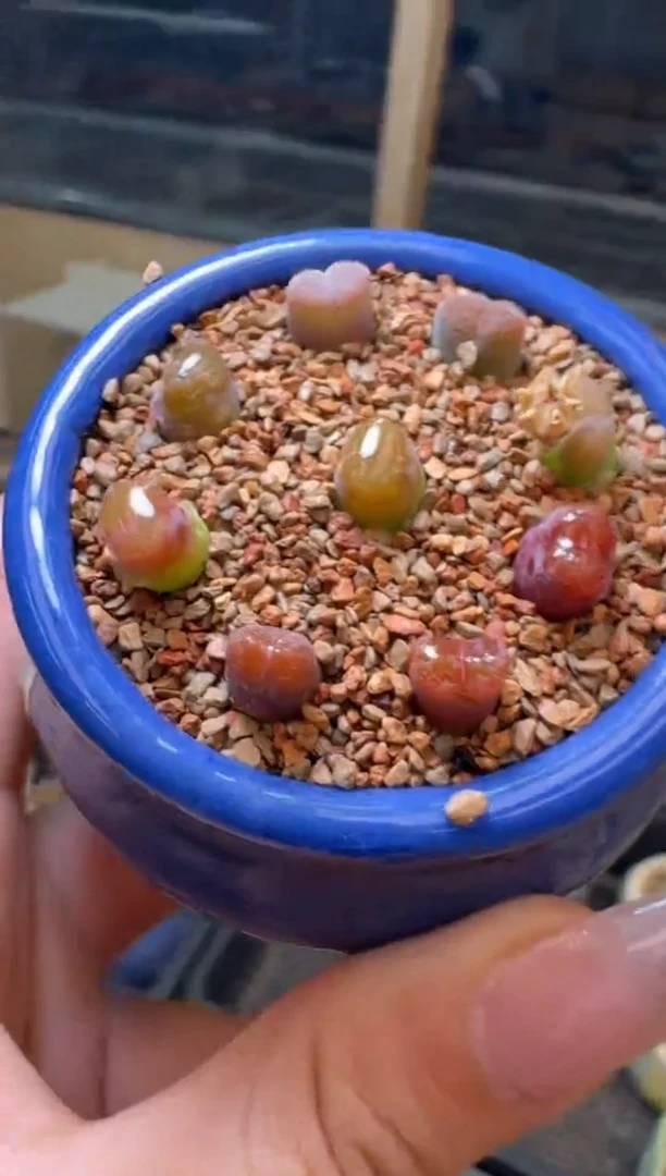 26-31多肉植物肉锥瓷娃娃风铃一颗