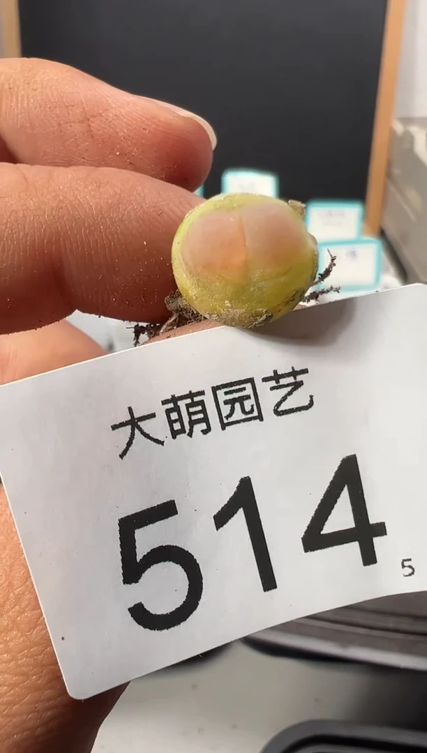 【闪购商品】+++514