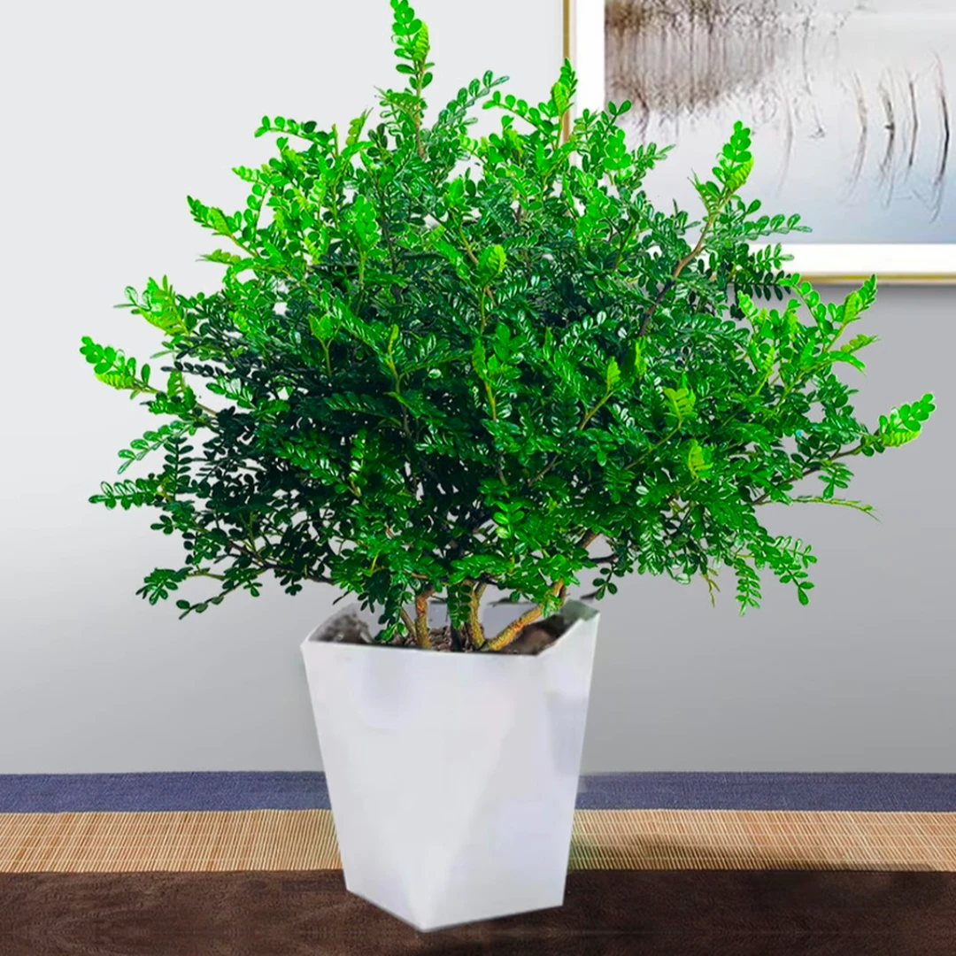 清香胡椒木盆栽室内绿植四季好养可驱蚊净化空气吸甲醛