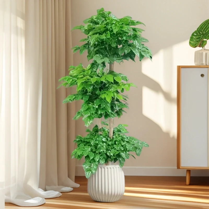 【送货上门】3层幸福树1.5-1.7米老桩绿宝净化空气甲醛室内大型绿植