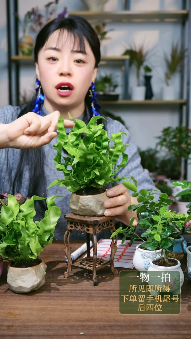 【闪购商品】19---9659火焰鸟巢蕨石头