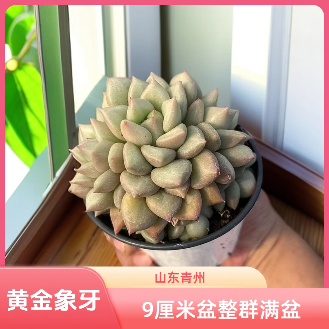 精品黄金象牙整群9厘米盆老桩多肉