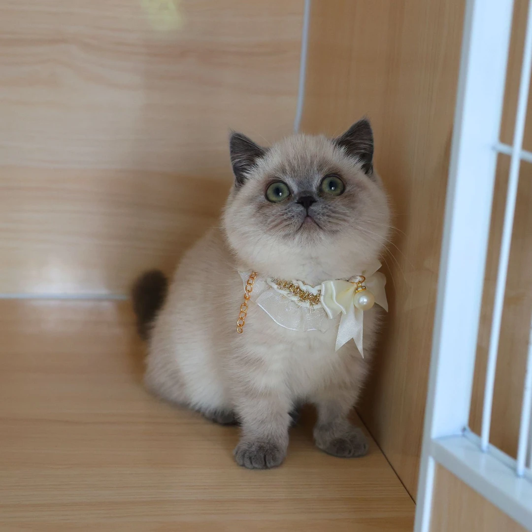 曼基康重点色矮脚妹妹