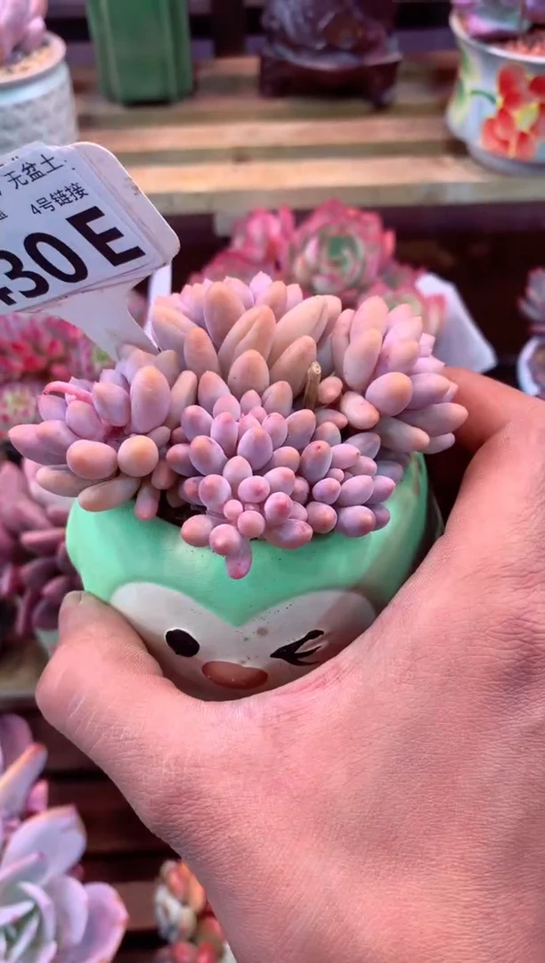 430E（一物一拍，精品多肉，w所见即所得