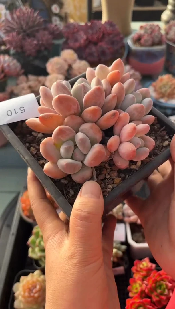 510群生香水多肉