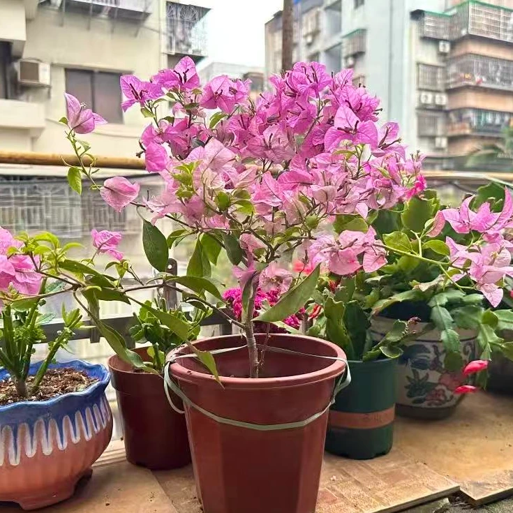 大苗（雪紫）三角梅四季开花阳台花卉掉花掉叶介意慎拍
