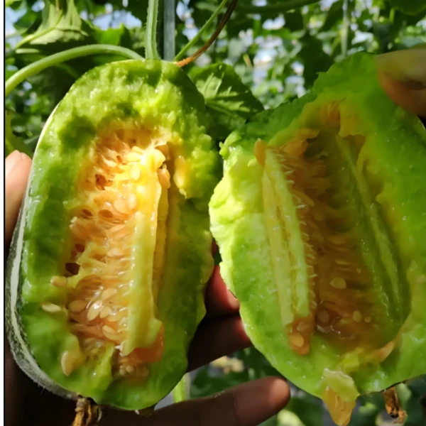 博洋9号甜瓜 （个数以实际到货为准）新鲜现摘 顺丰包邮