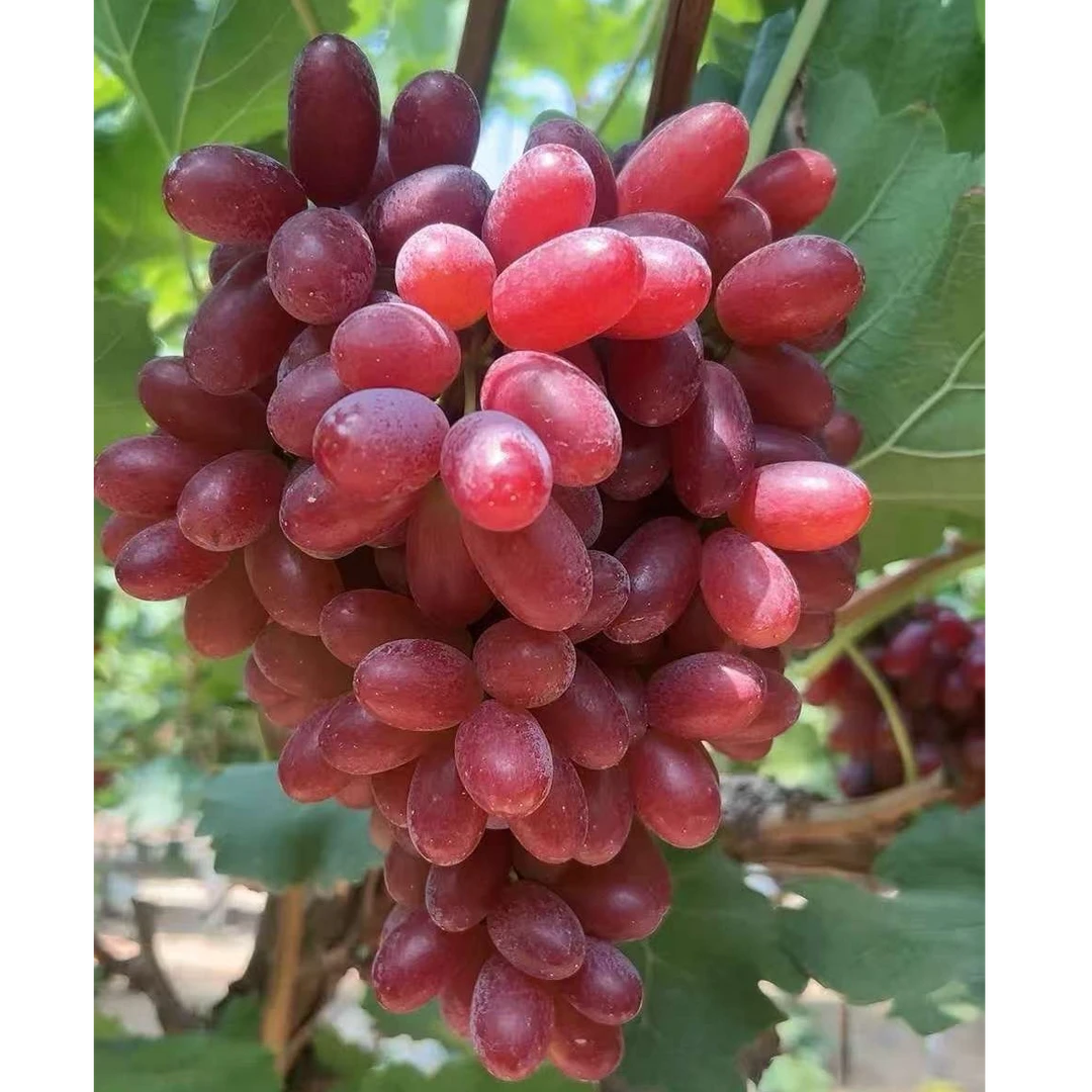 顺丰包邮澳洲无核无籽葡萄红提子新鲜脆甜应季水果孕妇纯甜不吐皮