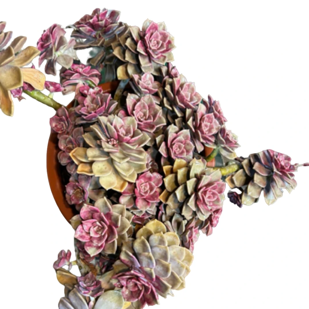 眼镜多肉（血斑紫乐）老桩飘枝盆栽盆景多肉