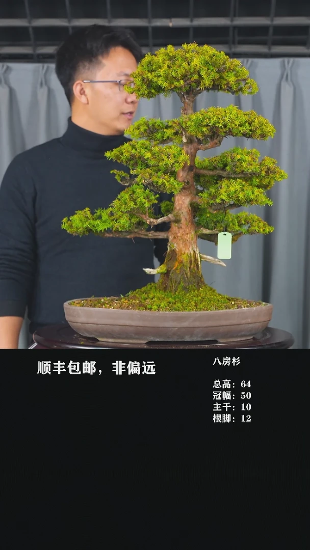 【闪购商品】-八房杉-T46