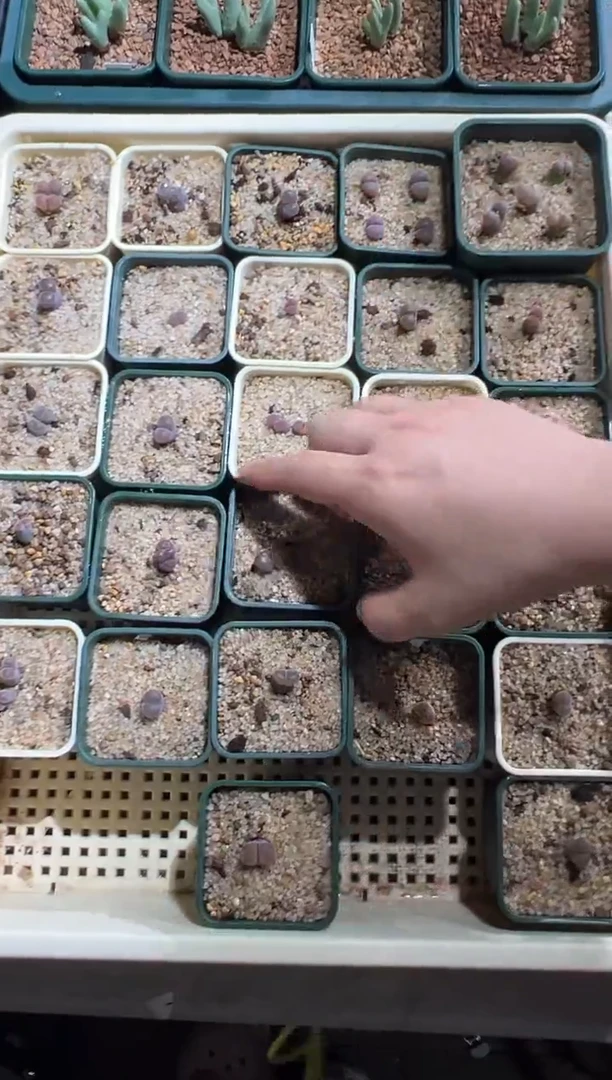 混合随机发 绝绝子