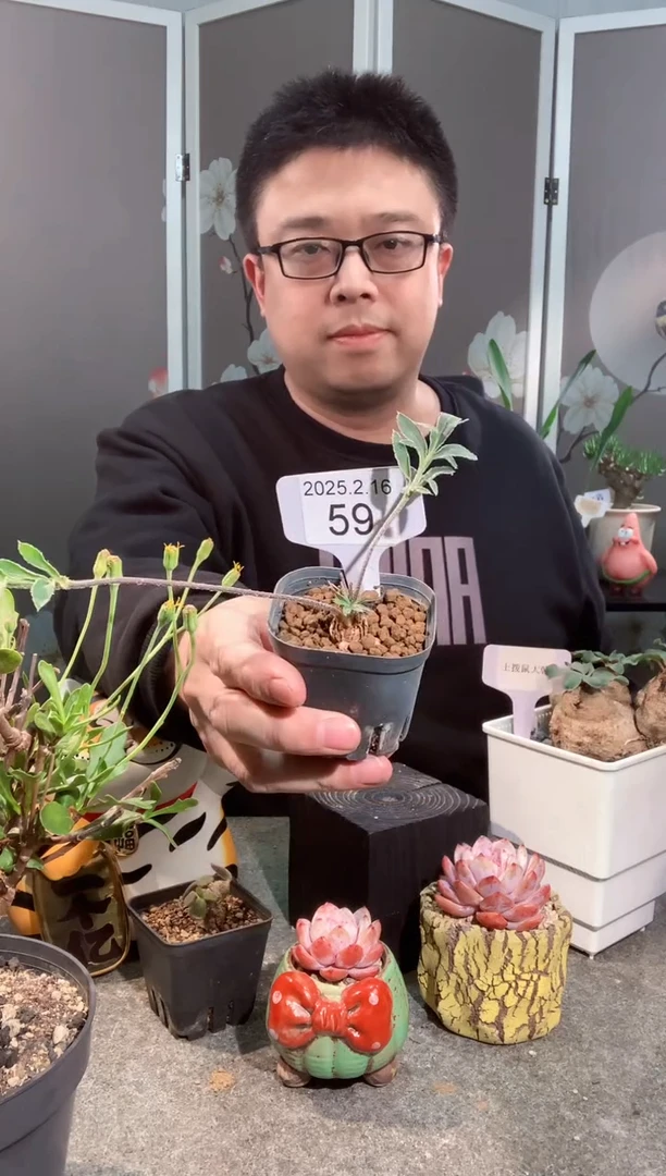 【闪购商品】甜堇洋葵2.16.59