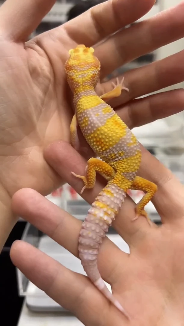 豹纹守宫30豹纹守宫