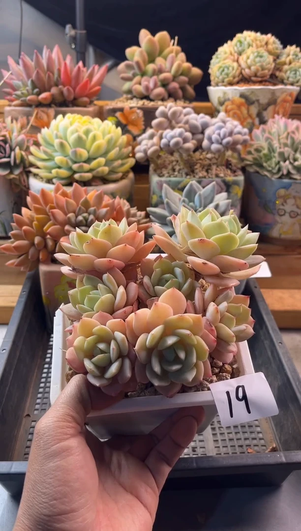 19恋曲11111111111111111