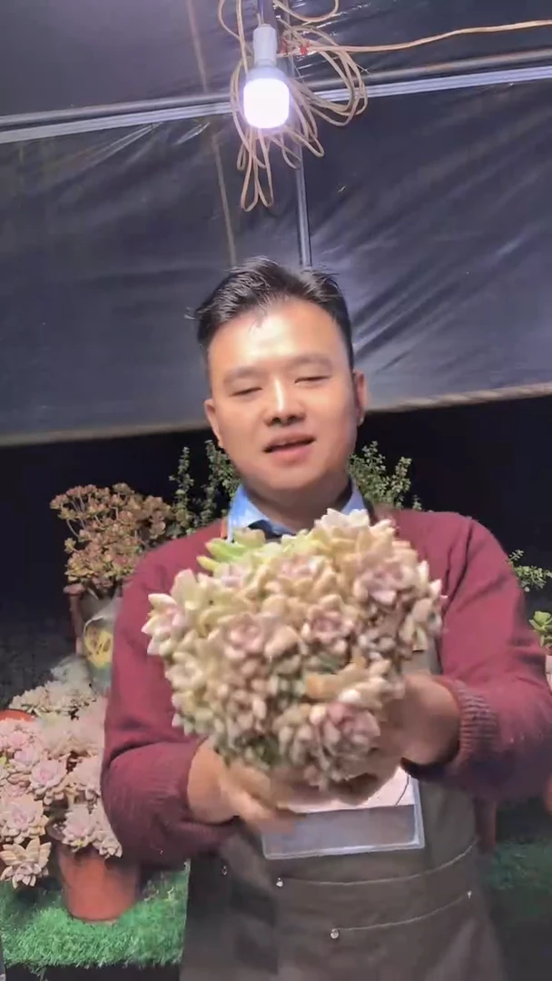 201淡雪缀化一物一拍
