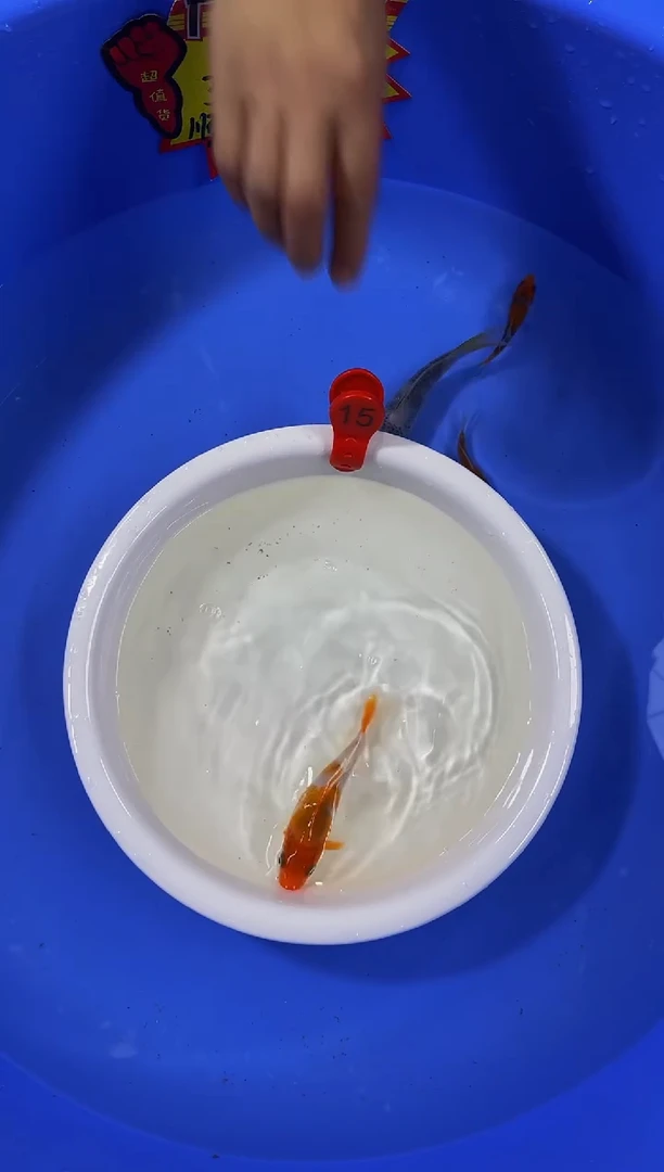 锦鲤活体二号链接