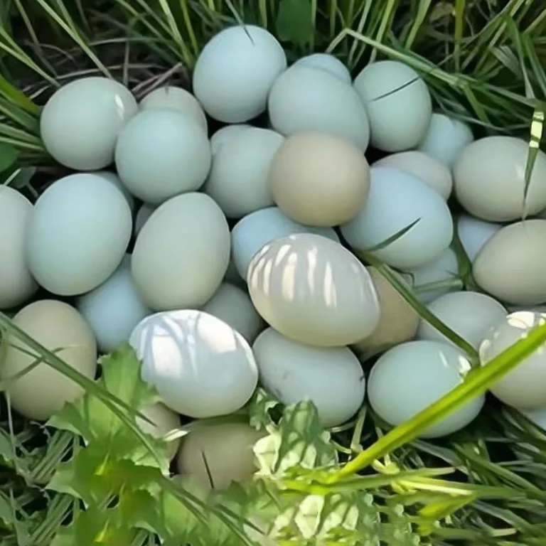 皓源农场 千亩农场当日新鲜绿壳乌鸡蛋50枚 优质绿色健康农产品