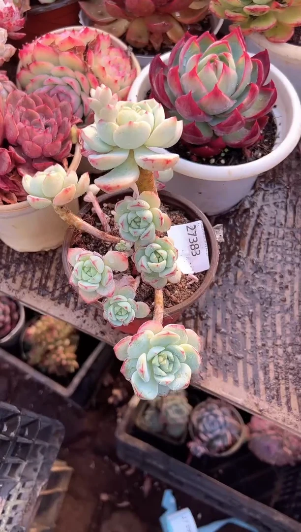 若多肉植物一物一拍27383