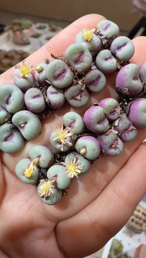 201多肉植物肉锥红嘴群一颗