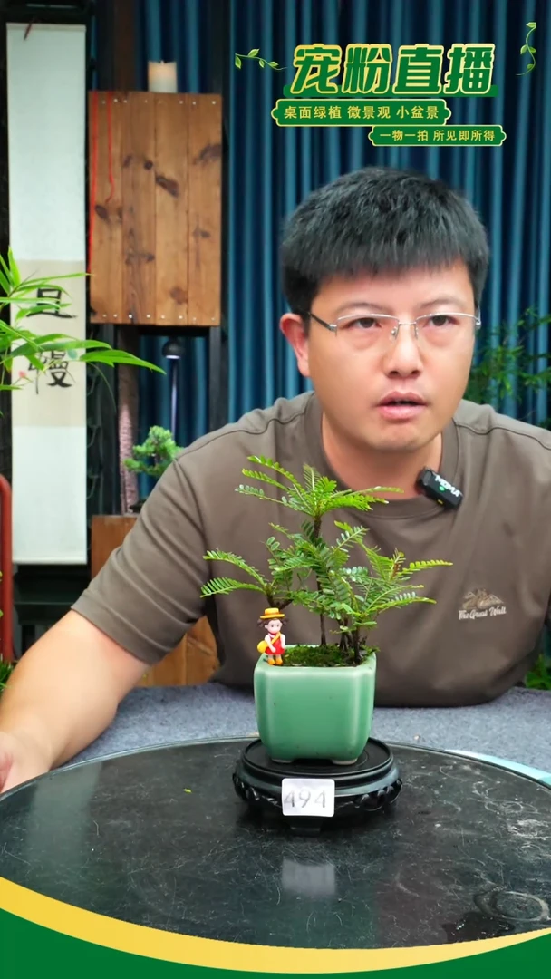 无花朵苔藓微景观494号
