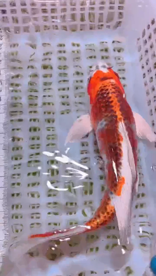 锦鲤冷水观赏鱼全场包邮25