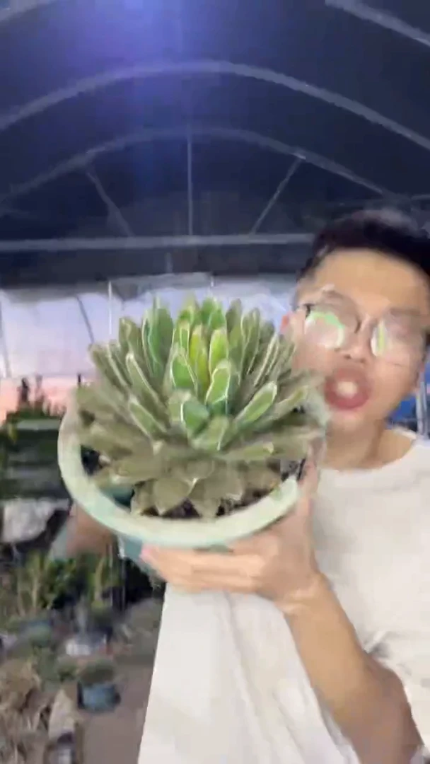 超大 屉之雪 14-20cm