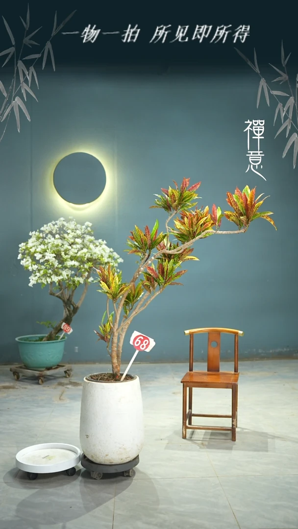 无花朵于*生645695659+