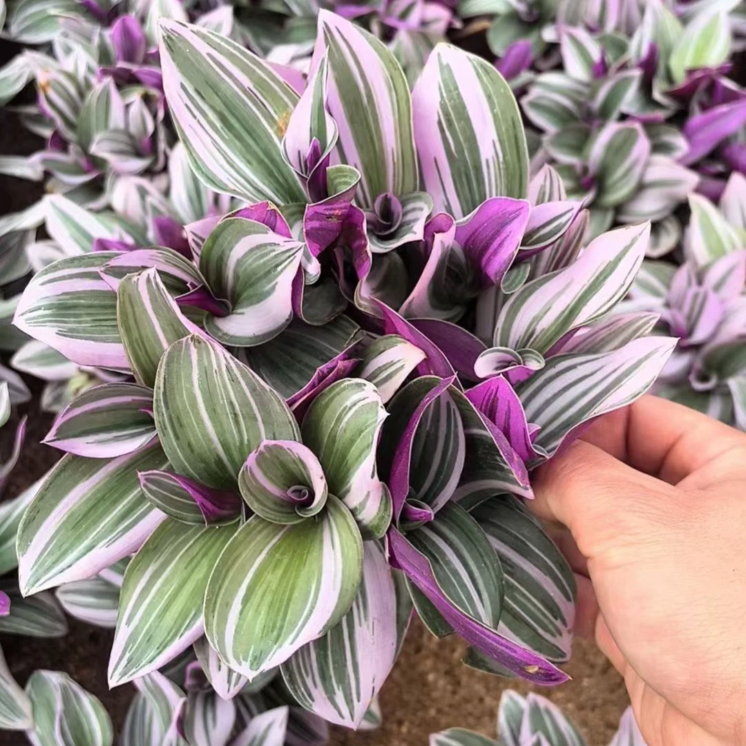 （新疆包邮）绿植盆栽吊兰婚礼油画网红盆栽