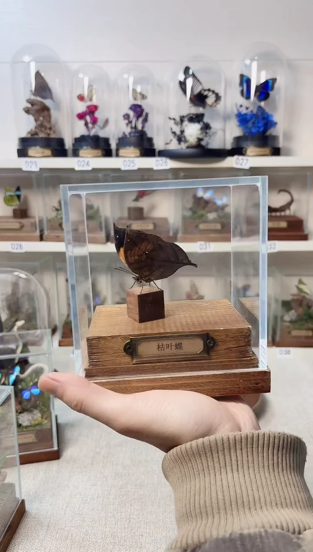 玻璃真实自然标本立体款