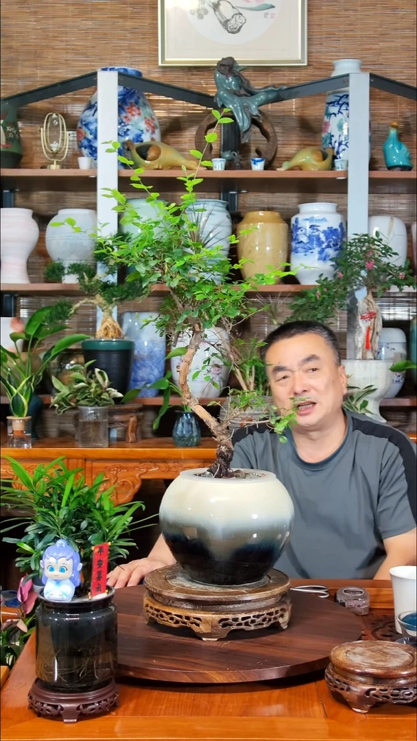 无花朵半**❁水之韵水培雀梅