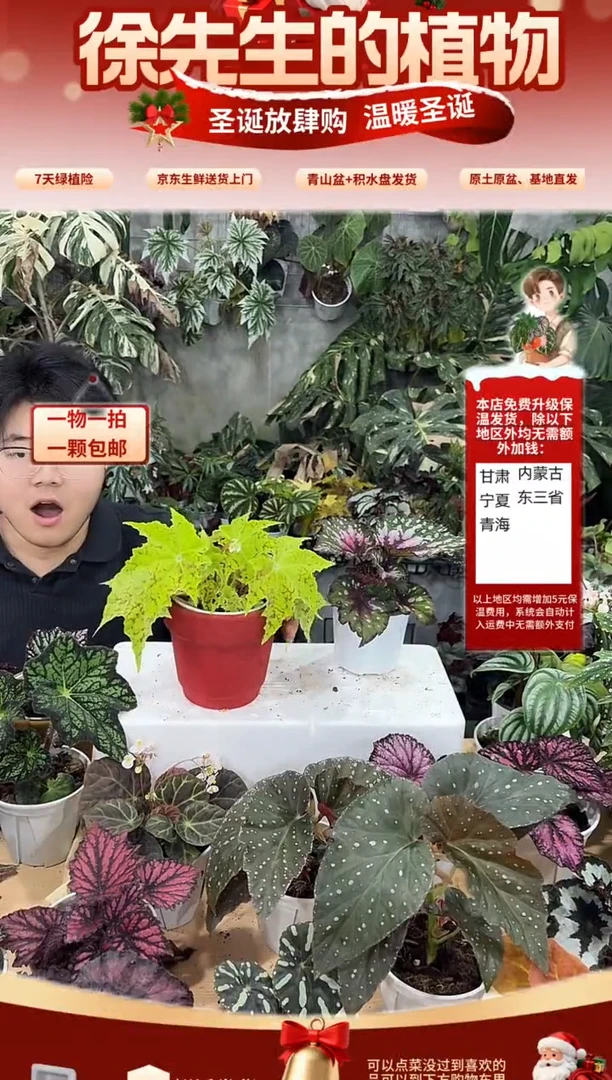 完全开放柠檬几何秋海棠