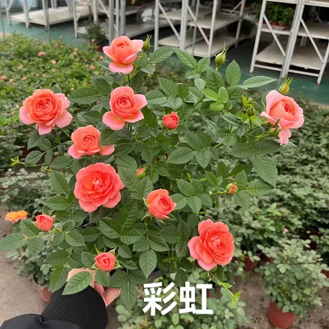 彩虹中苗 四季开花
