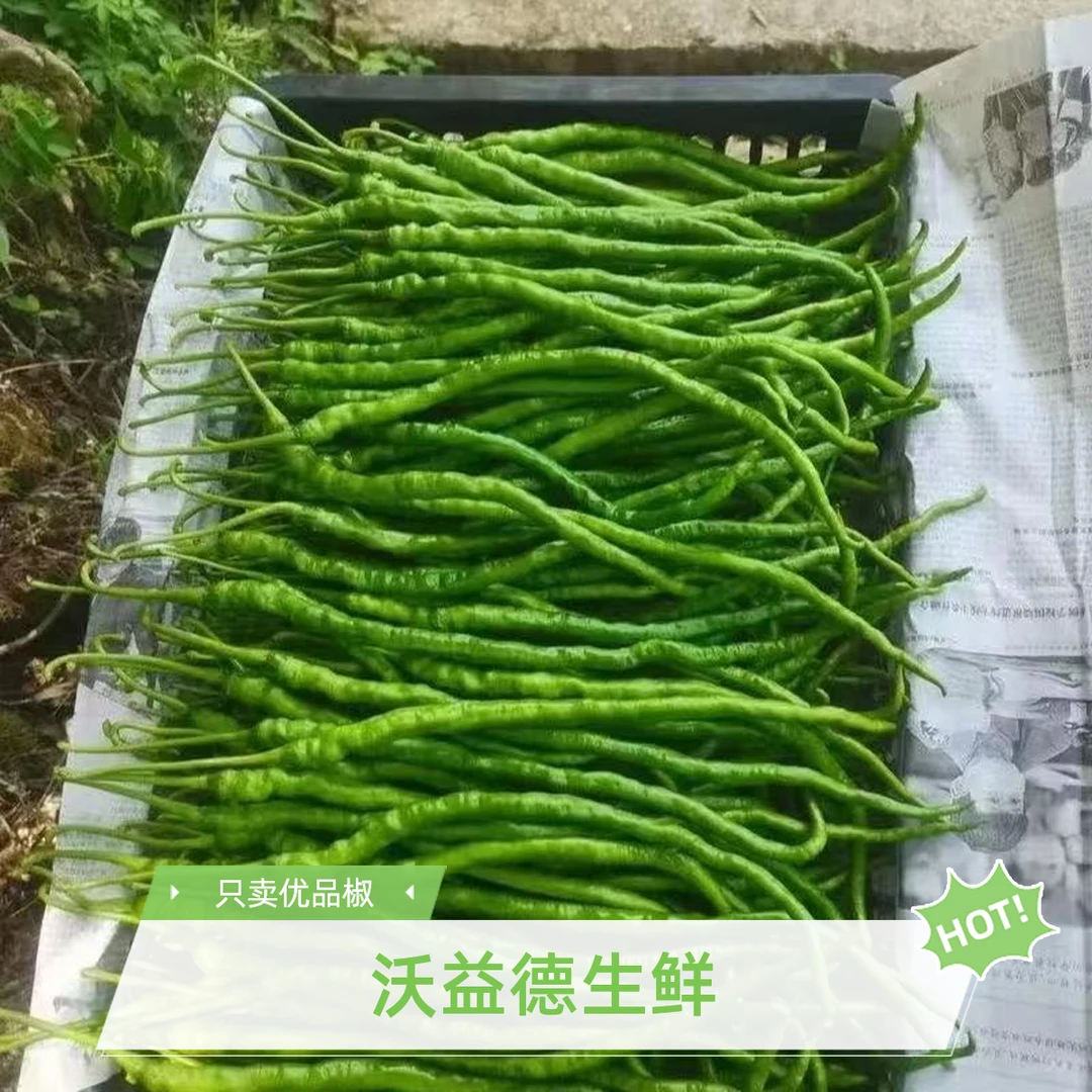 湖南本地鸡肠子青辣椒新鲜农家露天辣椒青椒蔬菜辣椒