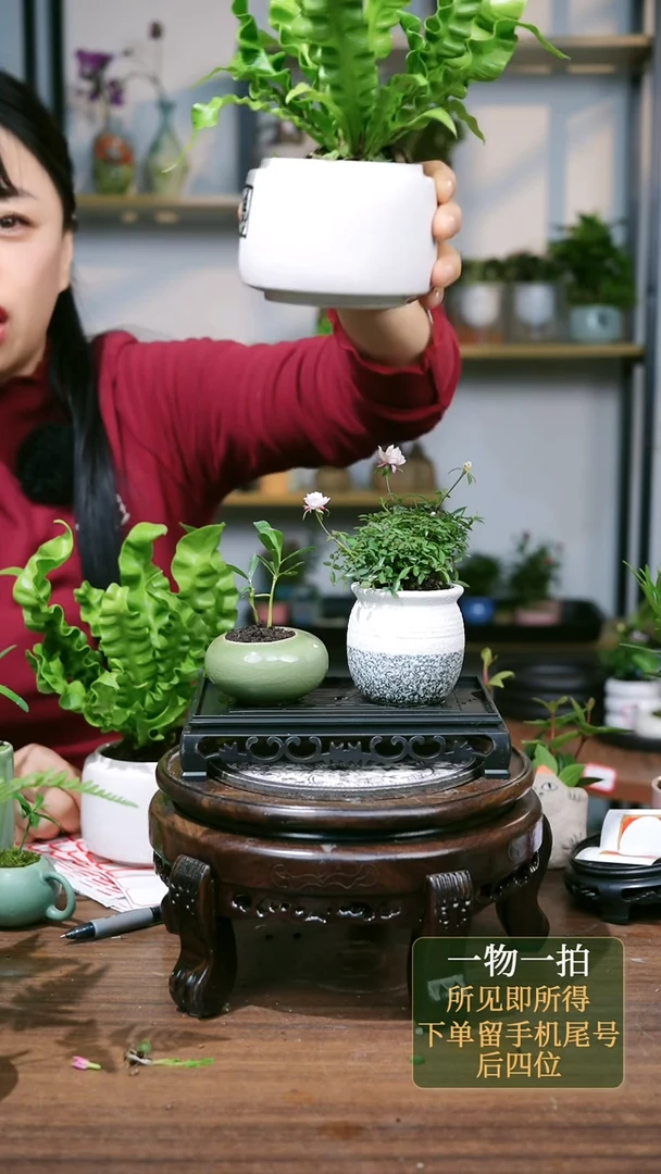 【闪购商品】110火焰鸟巢蕨福盆颜色随机