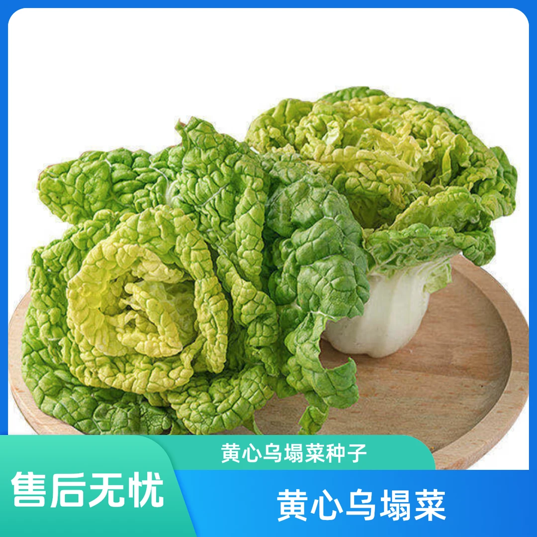 【拍2送1】黄心乌塌菜种子 家庭种植 可盆栽可地栽