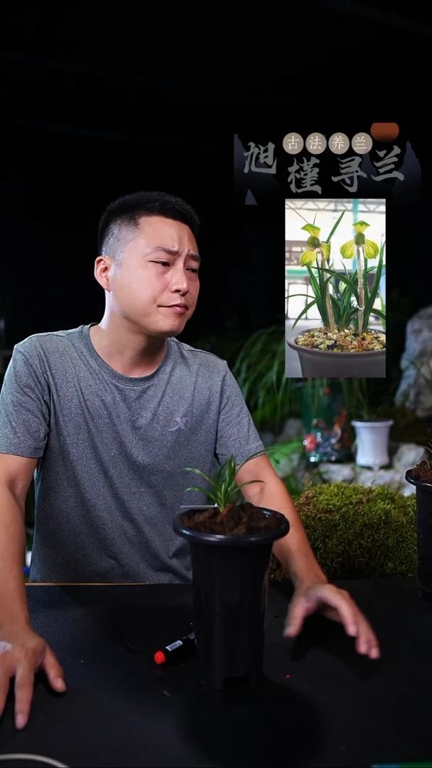 当前无花栽培后可以开花富*哥春兰-晶莹之花前垄子母2苗种好发