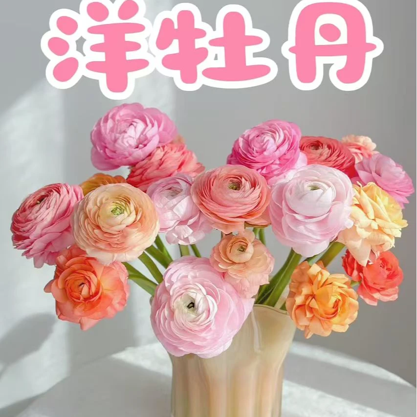 花毛茛洋牡丹盆栽室内外四季开花植物室内外四季开花植物花卉