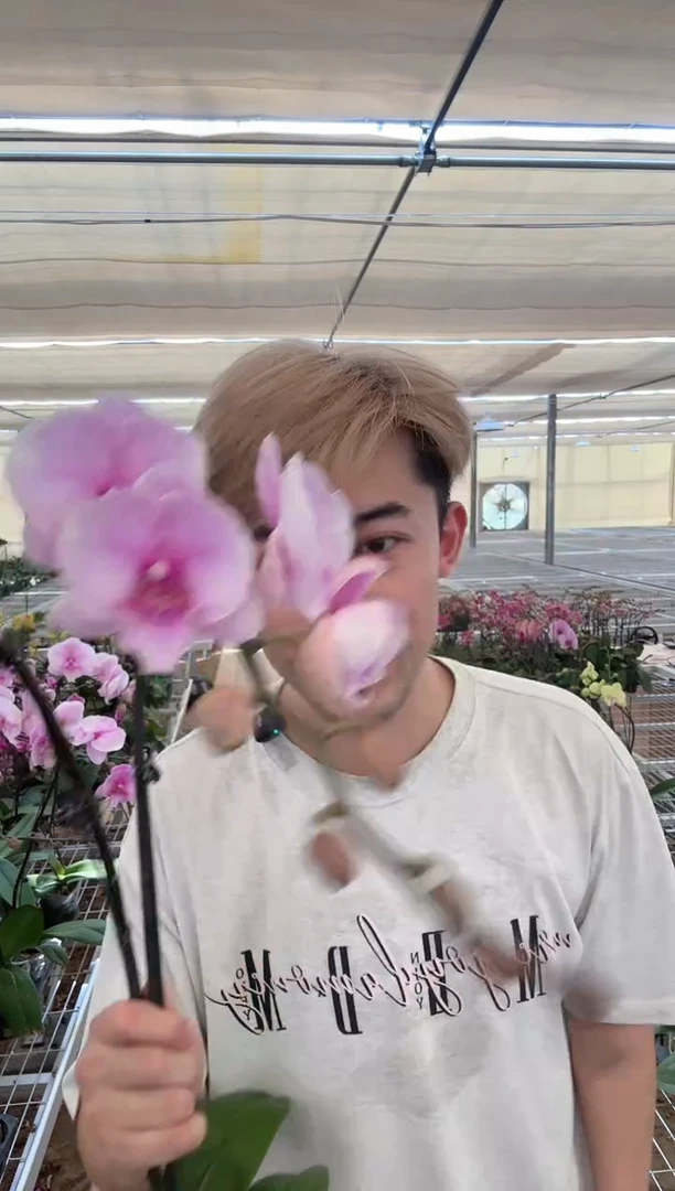 大部分开放少量花苞【粉迷雾3.5】