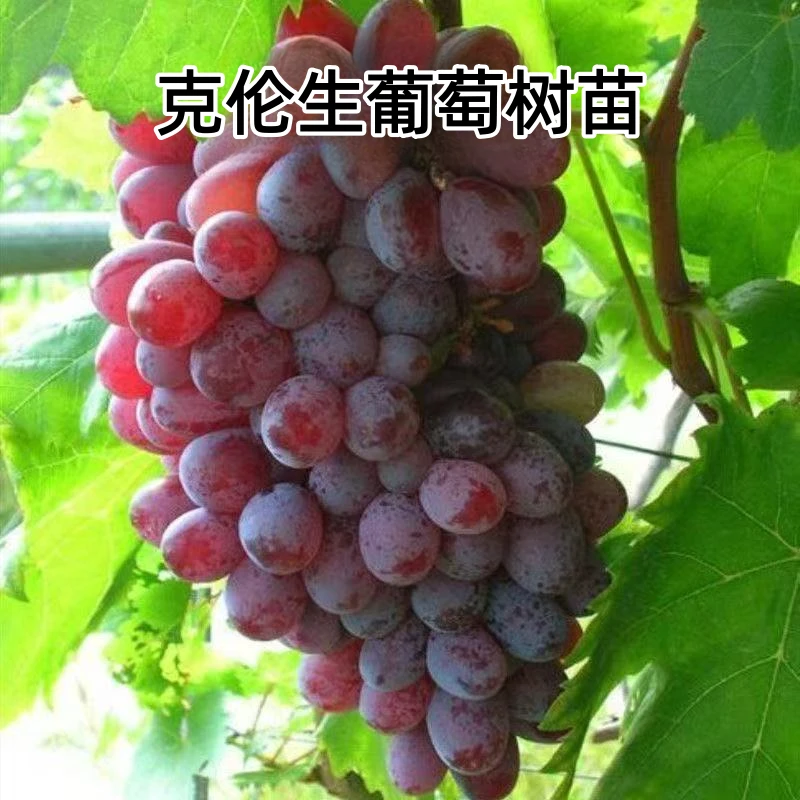 葡萄树苗克伦生葡萄果树苗南北方庭院四季种植葡萄果树苗地栽盆栽