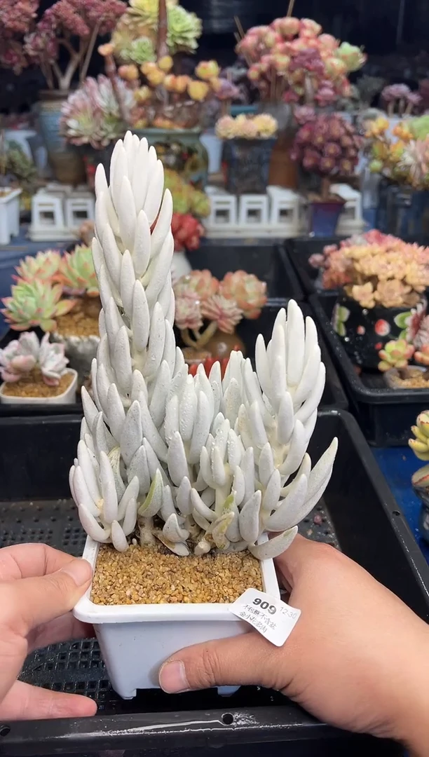 【闪购商品】909不带盆