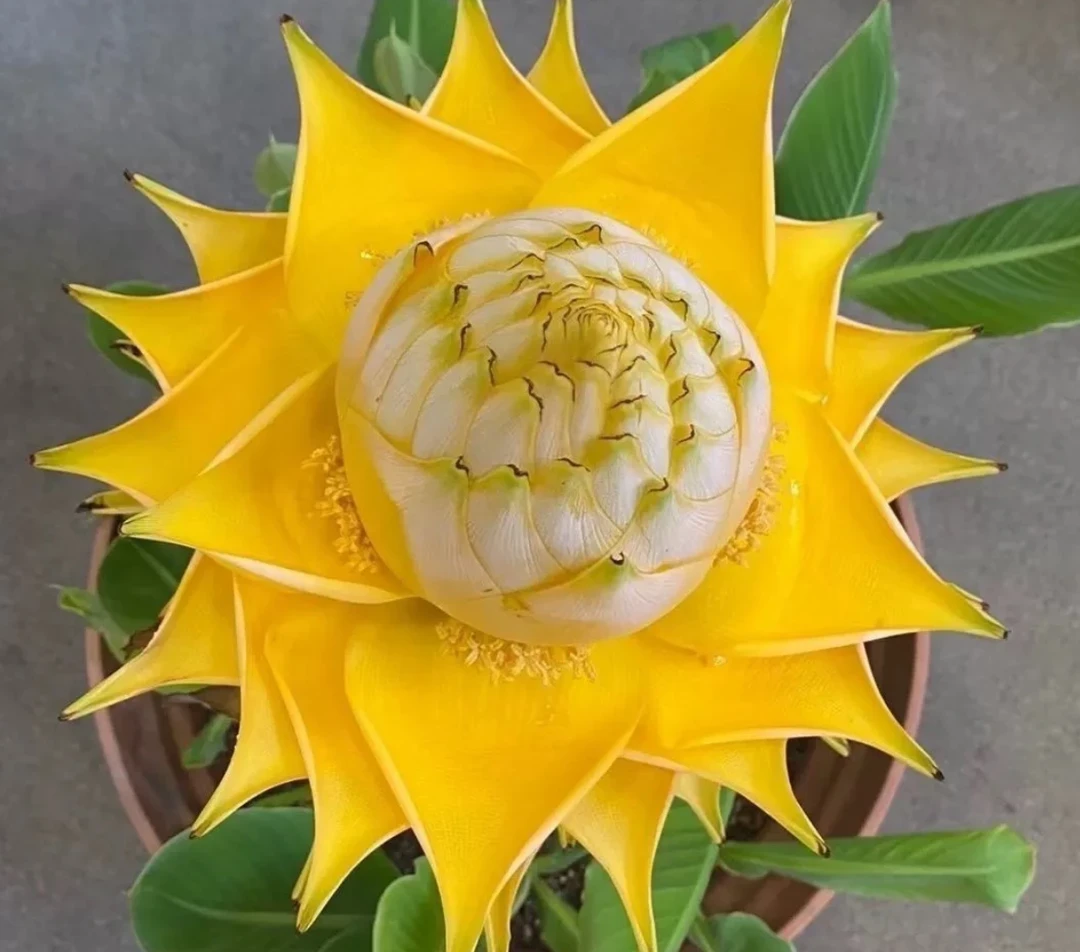 地涌金莲花卉阳台客厅走廊多肉植物【一物一拍】